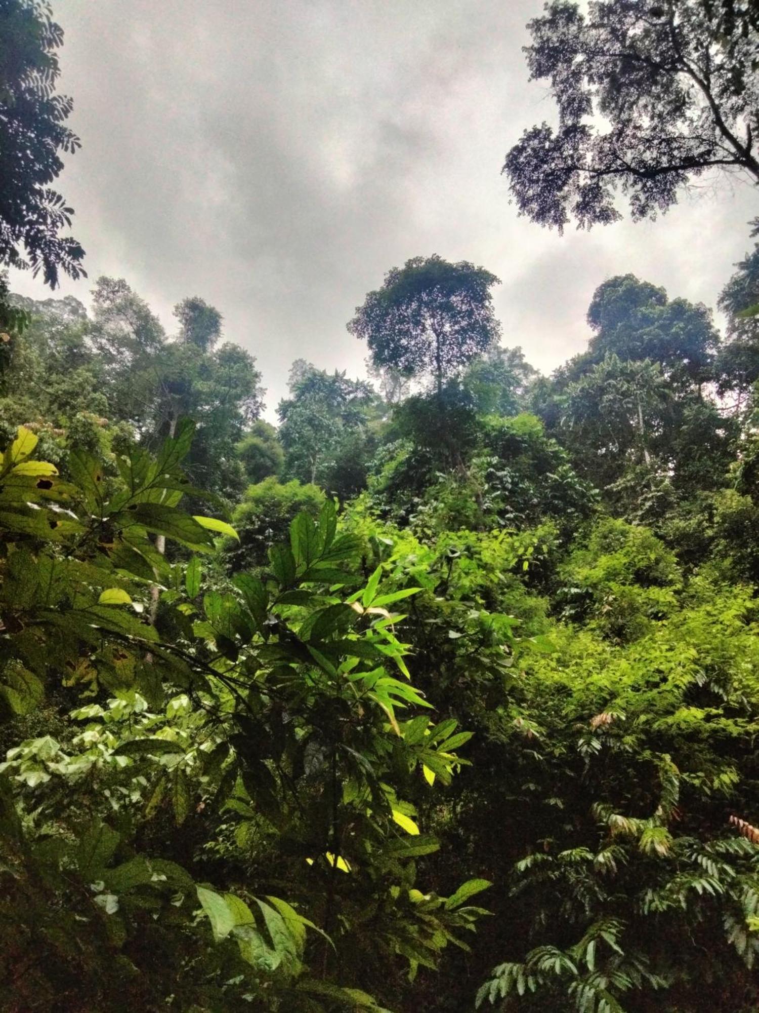 Wisma Batu Mandi Bukit Lawang Exteriör bild