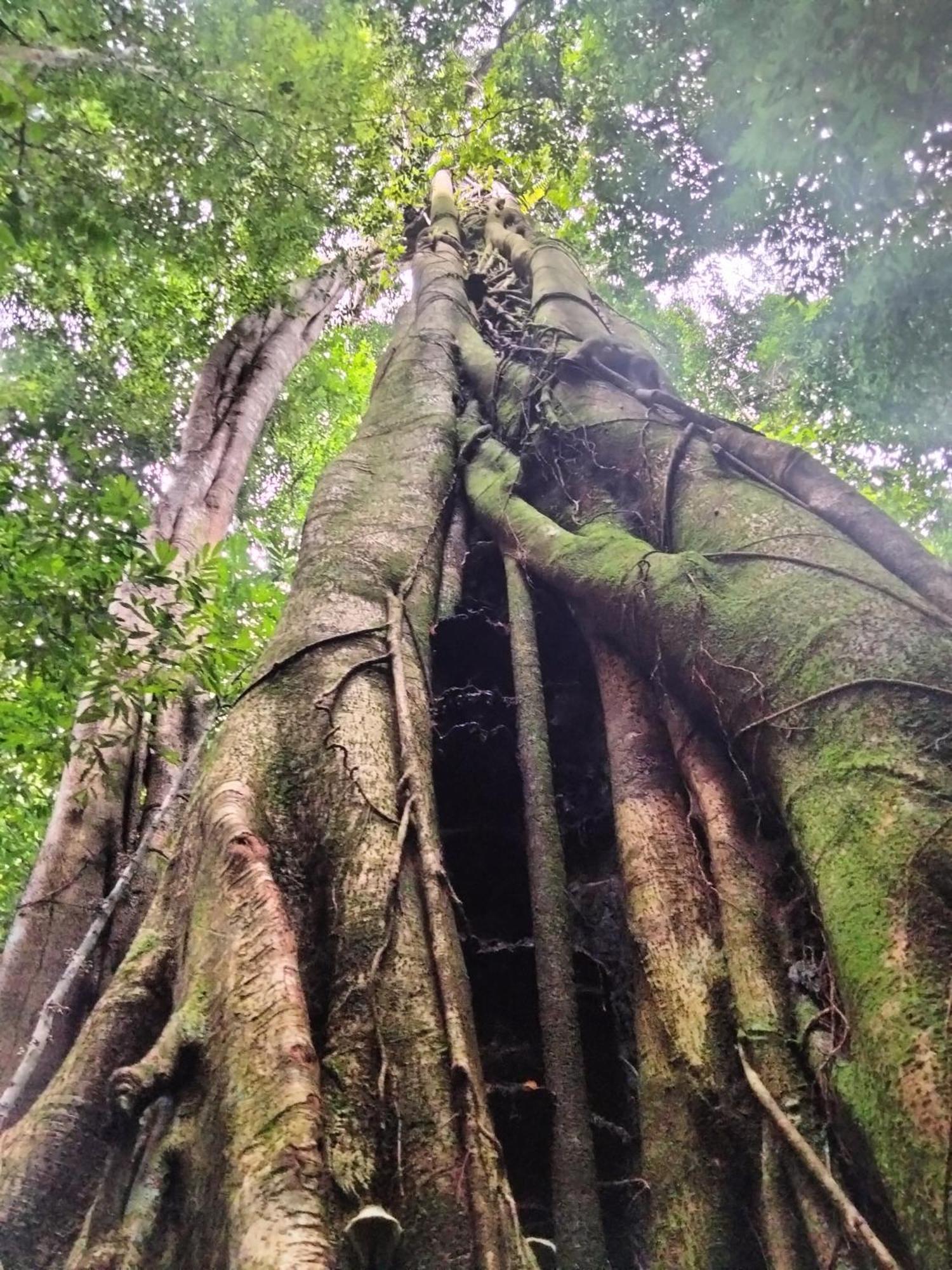 Wisma Batu Mandi Bukit Lawang Exteriör bild