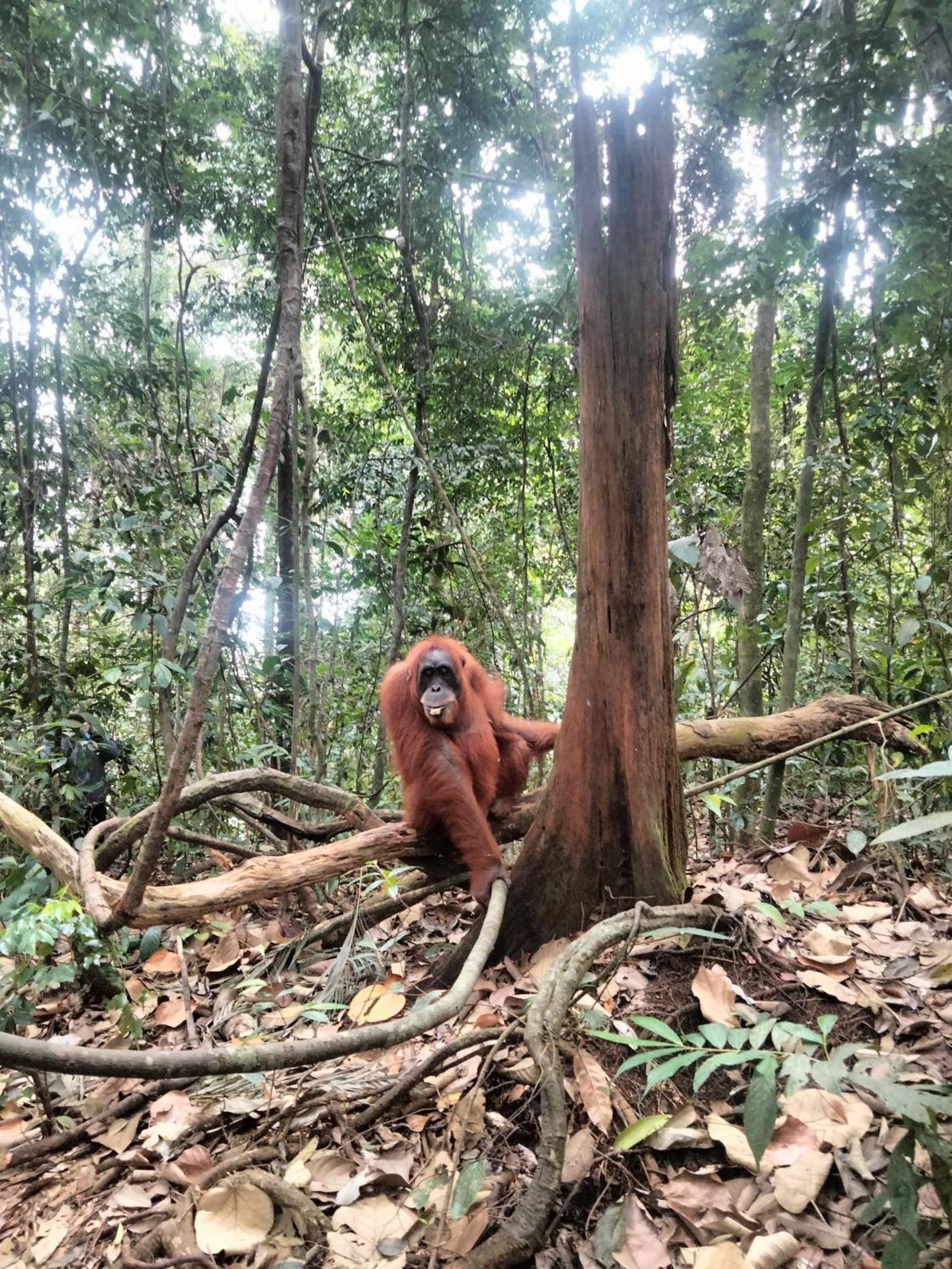 Wisma Batu Mandi Bukit Lawang Exteriör bild