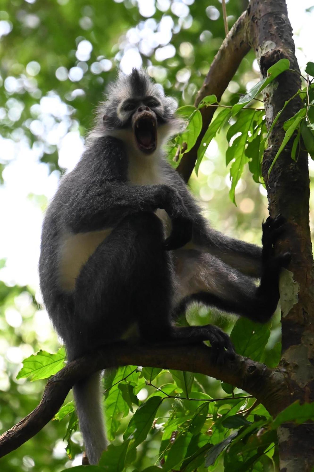 Wisma Batu Mandi Bukit Lawang Exteriör bild