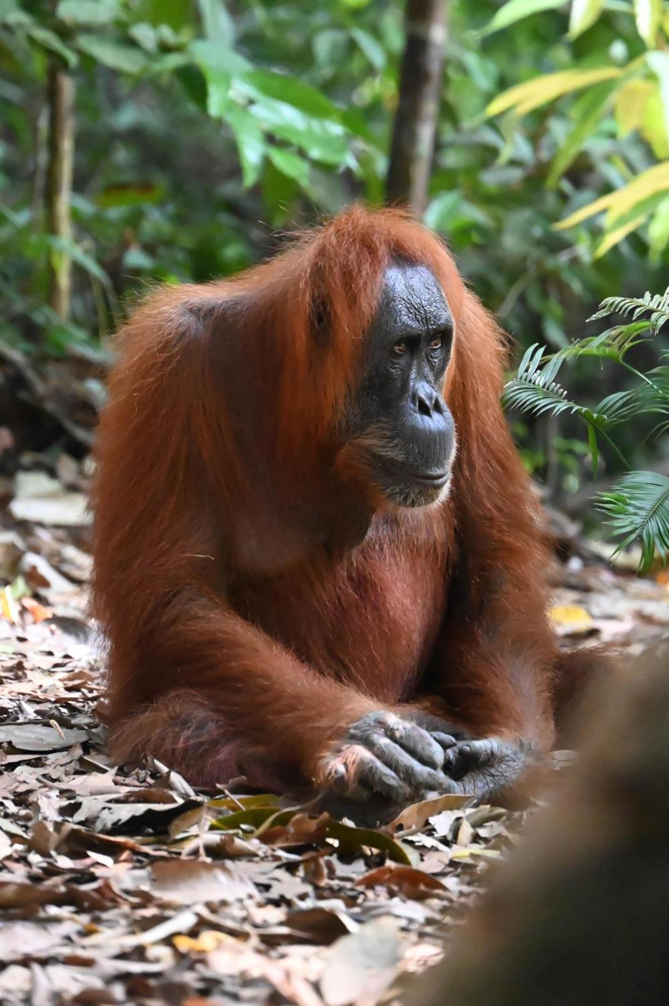 Wisma Batu Mandi Bukit Lawang Exteriör bild