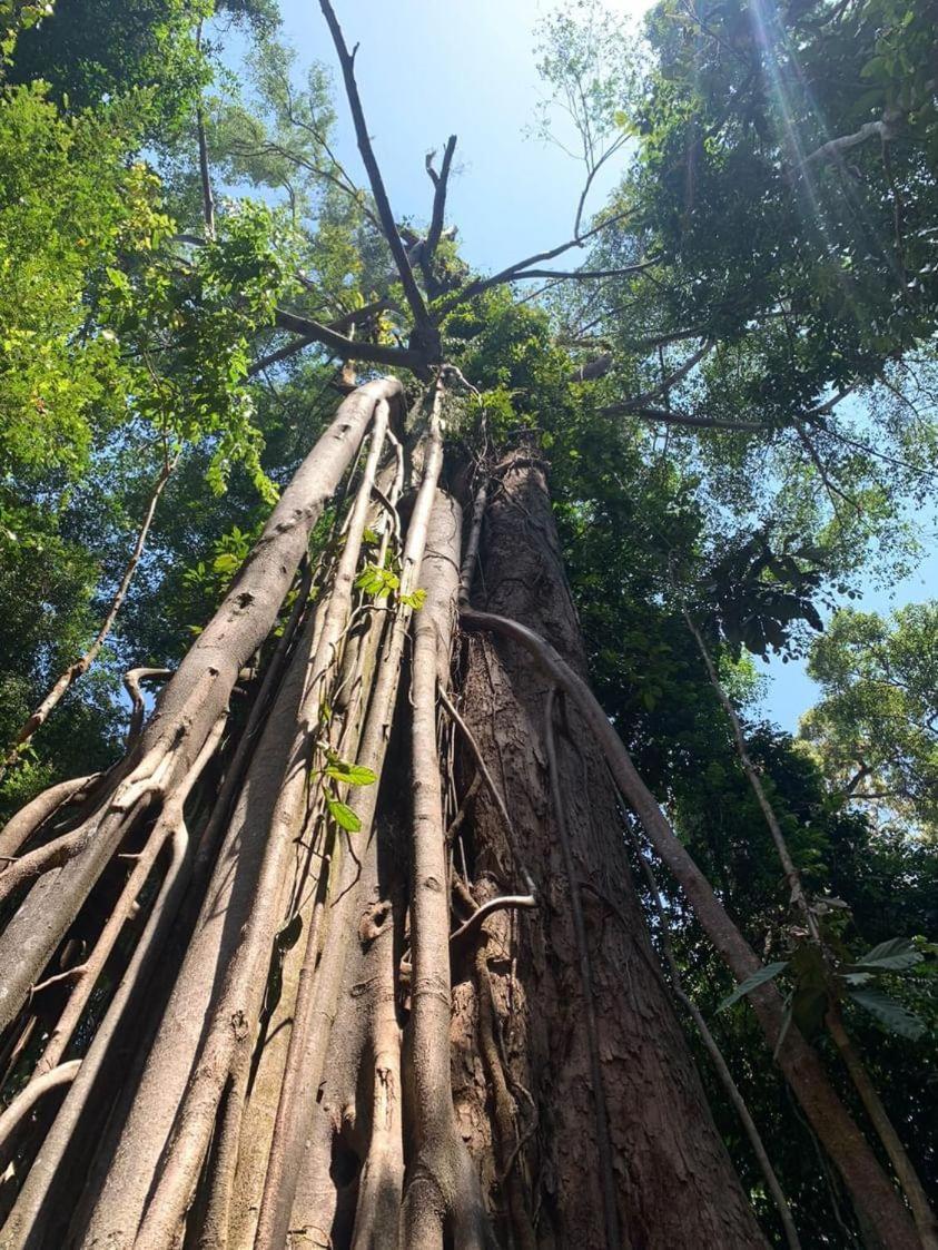 Wisma Batu Mandi Bukit Lawang Exteriör bild
