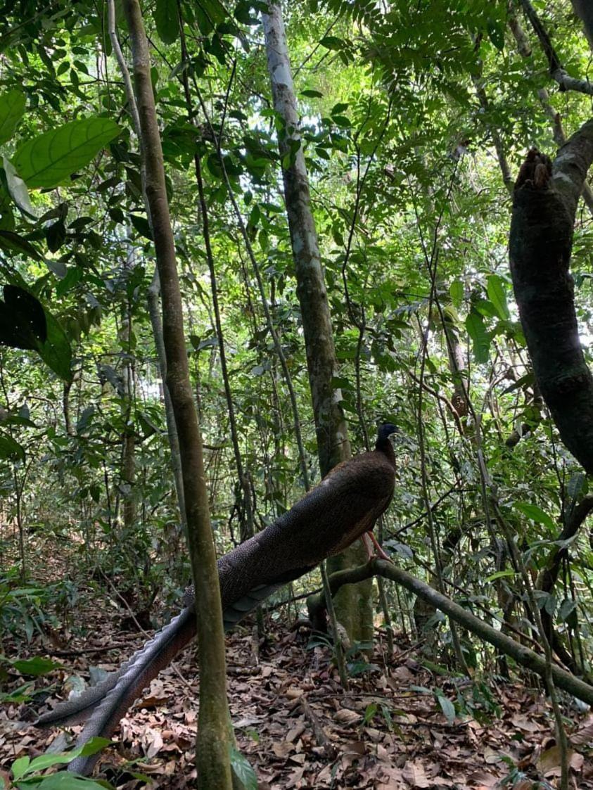 Wisma Batu Mandi Bukit Lawang Exteriör bild